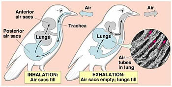 Air Sacs Burung