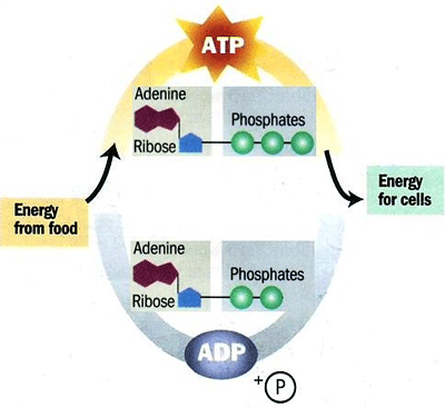 ATP Cycle Diagram