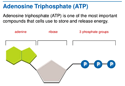 ATP Figure