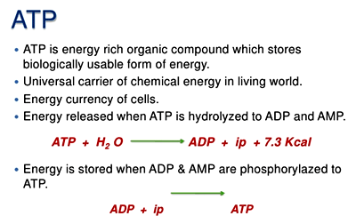 ATP Teori