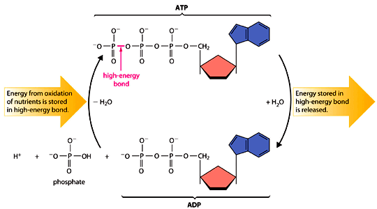 ATP and ADP Teori