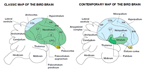 Riset Burung Berkicau