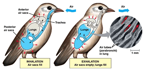 Birds Research