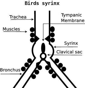 Vitamin burung untuk meningkatkan volume suara burung