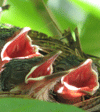 Konservasi Burung