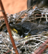 Konservasi Burung