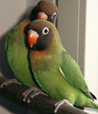 Breeding Lovebird