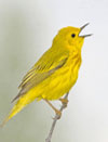 Burung Robin Kuning