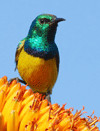 Burung