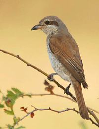 Burung Master