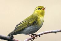 Burung Berkicau