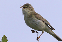 Burung Berkicau