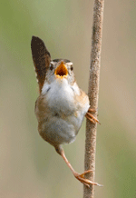 Burung