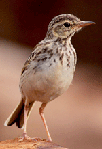 Burung