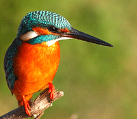 Burung Master
