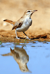 Burung