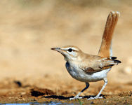Burung