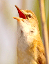 Burung Master