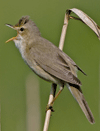 Burung