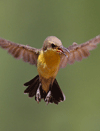 Burung