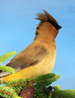 Burung Cardinal