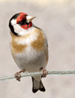 Burung Gold Finch