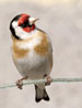 Burung Gold Finch