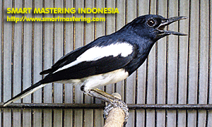 BURUNG KACER (KACER POCI/KOCI - KACER HITAM)