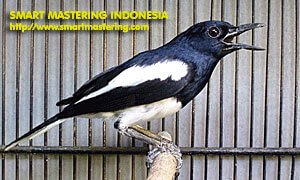 ... dan sifat burung kacer cara memilih burung kacer c 