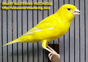 Burung Kenari (Canary)