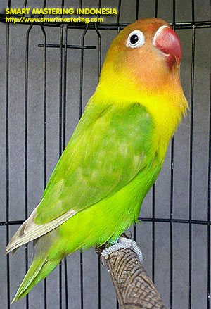 Love Bird on Burung Love Bird Lovebird Karakter Dan Sifat Burung Love Bird Cara