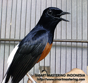 Burung Murai Batu (White-Rumpeed Shama)