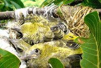 Anak burung Sirtu