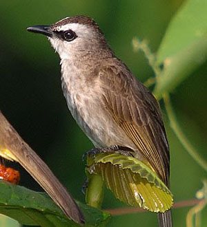 Burung Trucukan