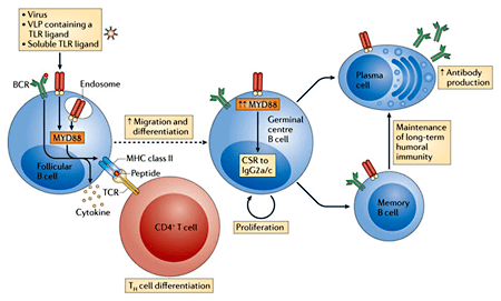 Chitosan work on the immune system