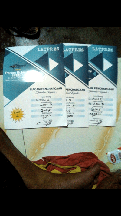 Smart DEXTRO untuk Lovebird Lomba