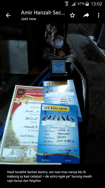 Smart DEXTRO Penggacor Lovebird