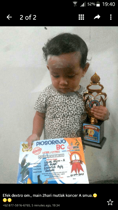 Doping untuk Burung Cucak Ijo Lomba