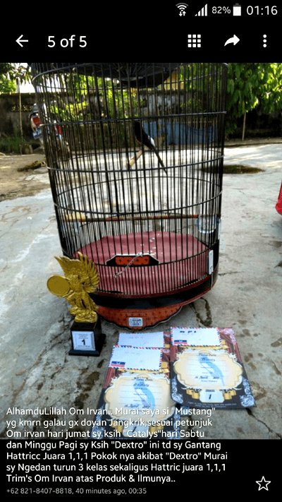 Doping Burung Murai Batu Lomba