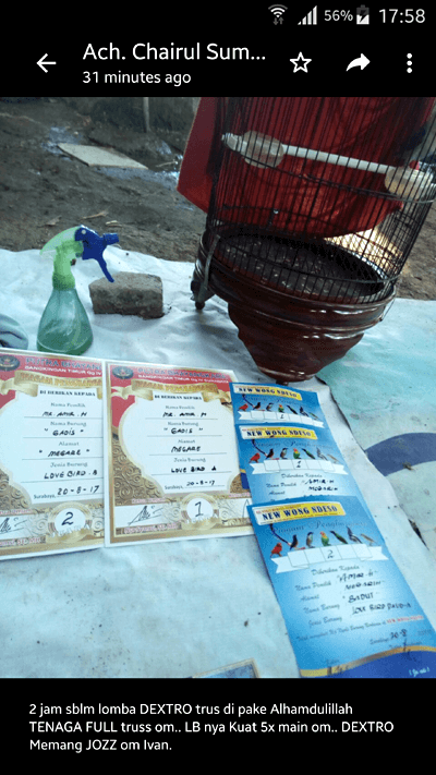 Doping Lovebird Lomba