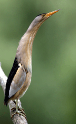 Burung