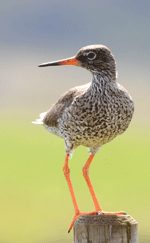 Burung