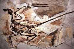 Fosil Burung Purba