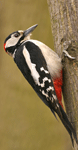 Burung Pelatuk