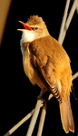 Burung Cucak Jenggot