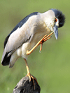Burung Jalak