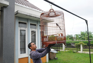 ternak ayam petelur skala kecil