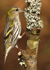Burung