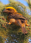 Burung