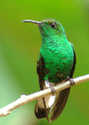 Burung